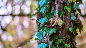 ivy, tree, foliage, trunk