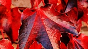 ivy, leaves, red