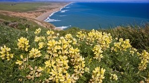 costa, océano, montañas, flores