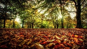 undergrowth, leaves, trees, the sun, colors, light - wallpapers, picture