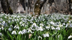 snowdrops, flowers, plant, spring