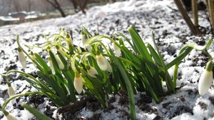 snowdrops, winter, snow, flowers - wallpapers, picture