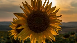 sunflower, sunset, field, sky, summer