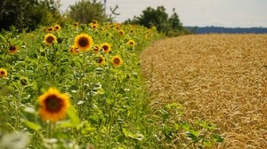 girasoles, mazorcas de maíz, verano, campos, frontera