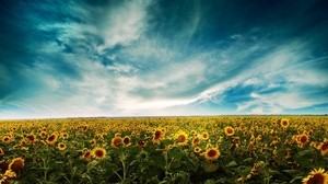 sunflowers, field, sky, clouds, yellow, summer