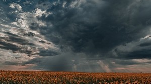 sunflowers, field, clouds, dusk - wallpapers, picture