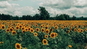 sunflowers, field, flowers, bloom, summer, clouds