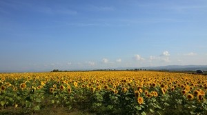sunflowers, grass, sky, summer - wallpapers, picture