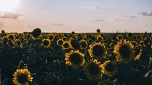 sunflowers, field, evening
