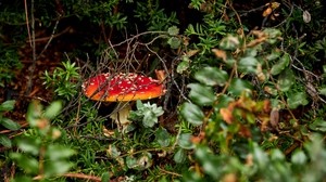 toadstool, mushroom, grass, vegetation