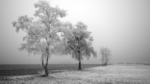 field, birch, winter, hoarfrost, snow