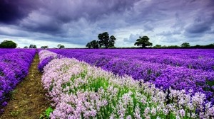 campo, flores, distancia, verano