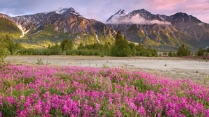 field, flowers, mountains, grass