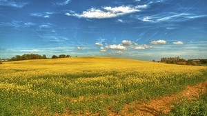 field, flowers, sky, landscape