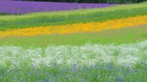 field, flowers, grass, summer