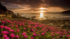 field, flowers, water, shore - wallpapers, picture