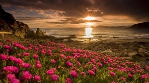 field, flowers, water, shore