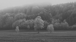 field, trees, black and white (bw), hoarfrost