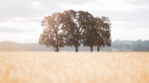 field, trees, landscape, sunlight, nature - wallpapers, picture