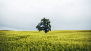 campo, albero, solitario, panorama, natura
