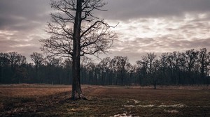 field, tree, autumn, cloudy, dusk - wallpapers, picture