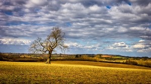 field, tree, landscape