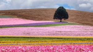field, tree, flowers, colorful, summer - wallpapers, picture
