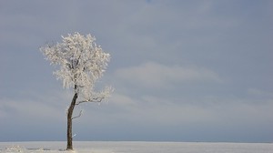 field, tree, winter