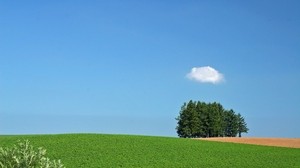 field, trees, cloud, summer