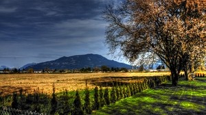 field, trees, landscape - wallpapers, picture