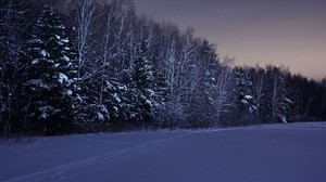 field, trees, snow, winter, night