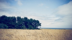 field, trees, grass - wallpapers, picture