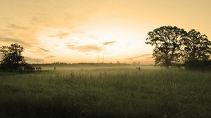 field, trees, evening, haze, sky, pastel - wallpapers, picture