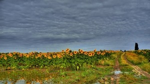 field, road, sunflowers, clouds, landscape