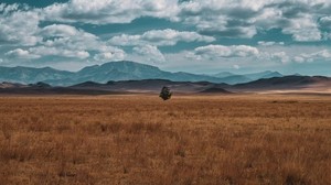field, horizon, tree, lonely, clouds - wallpapers, picture