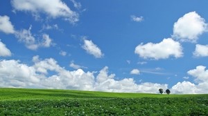 field, economy, potatoes, culture, trees, sky