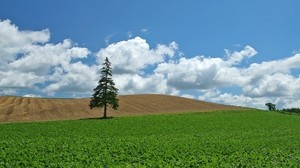 field, economy, culture, tree, spruce - wallpapers, picture