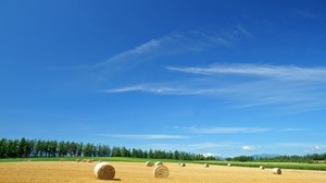田野，农场，干草，稻草，草捆，夏天