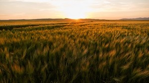 field, ears, sunset, horizon - wallpapers, picture