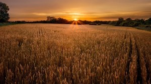 field, ears, sunset, evening, rows, stripes, village - wallpapers, picture