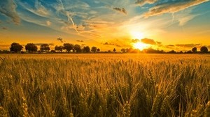 field, ears, cereals, sunset - wallpapers, picture