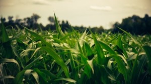 field, corn, summer, evening