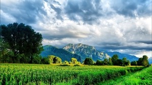 field, corn, greens, summer, mountains, the sky, bright