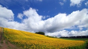 field, culture, economy, sunflowers, descent, mountain, road - wallpapers, picture