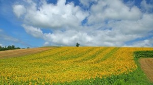 field, culture, economy, sunflowers, descent, mountain, sky