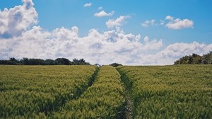 field, summer, sky, plants, green