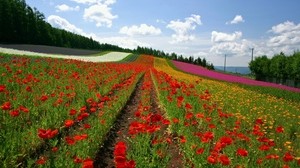 field, poppies, flowers, rows, Japan - wallpapers, picture