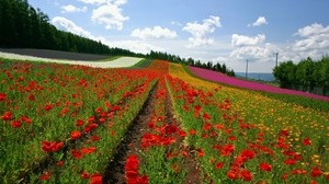 campo, amapolas, flores, filas, Japón - wallpapers, picture