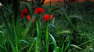 campo, papaveri, erba, spighe, natura