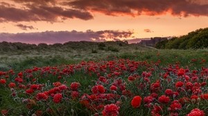 field, poppies, flowers, sunset